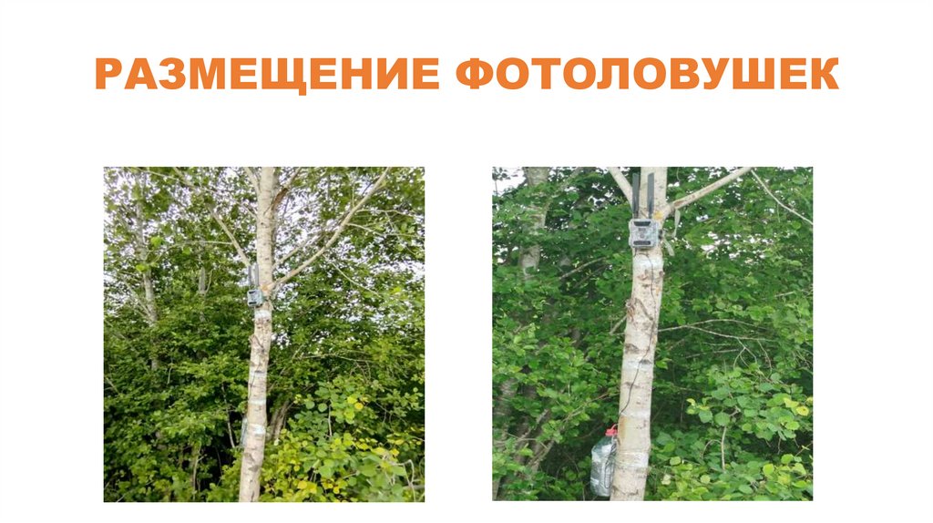 РАЗМЕЩЕНИЕ ФОТОЛОВУШЕК