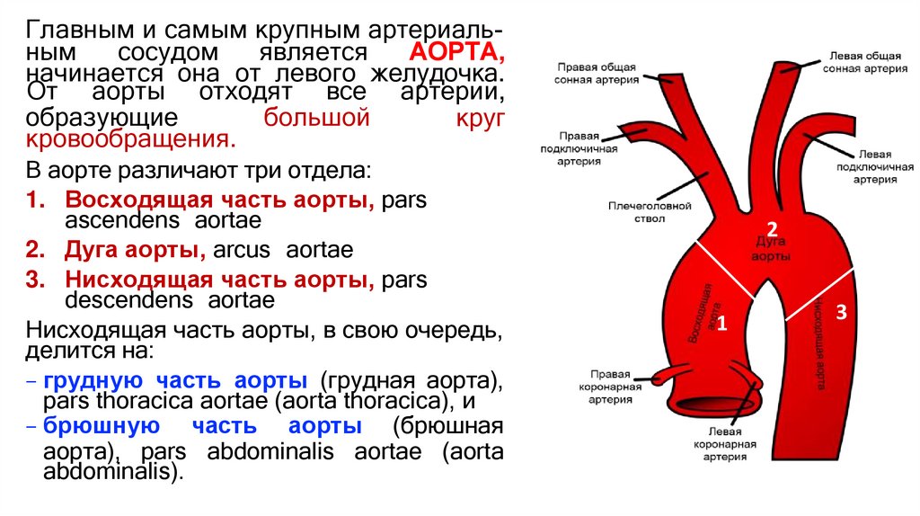 Главным и самым крупным артериаль-