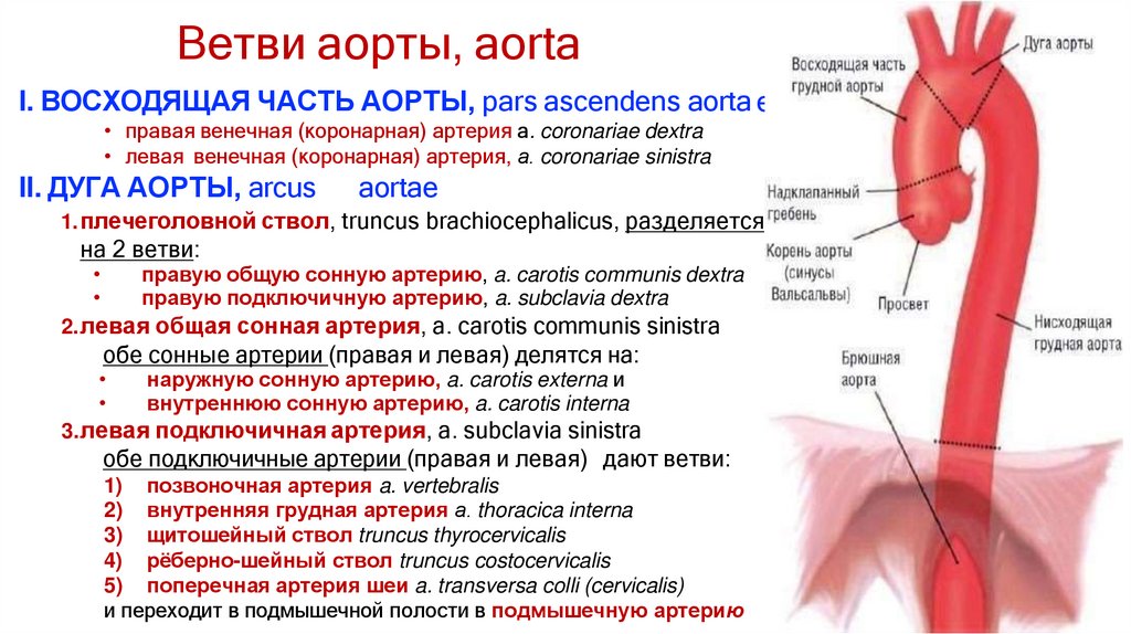 Ветви аорты, aorta