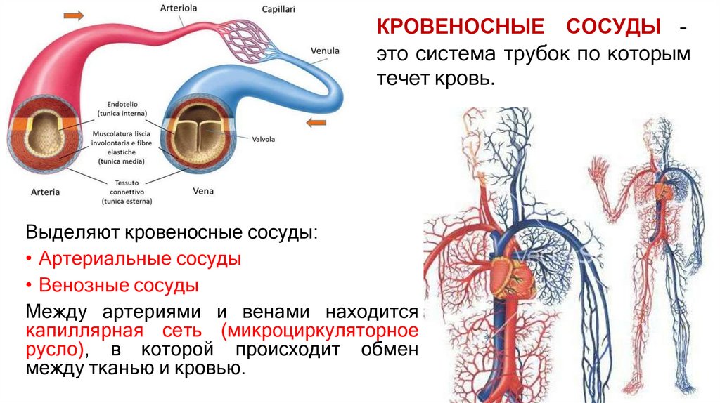 КРОВЕНОСНЫЕ СОСУДЫ – это система трубок по которым течет кровь.