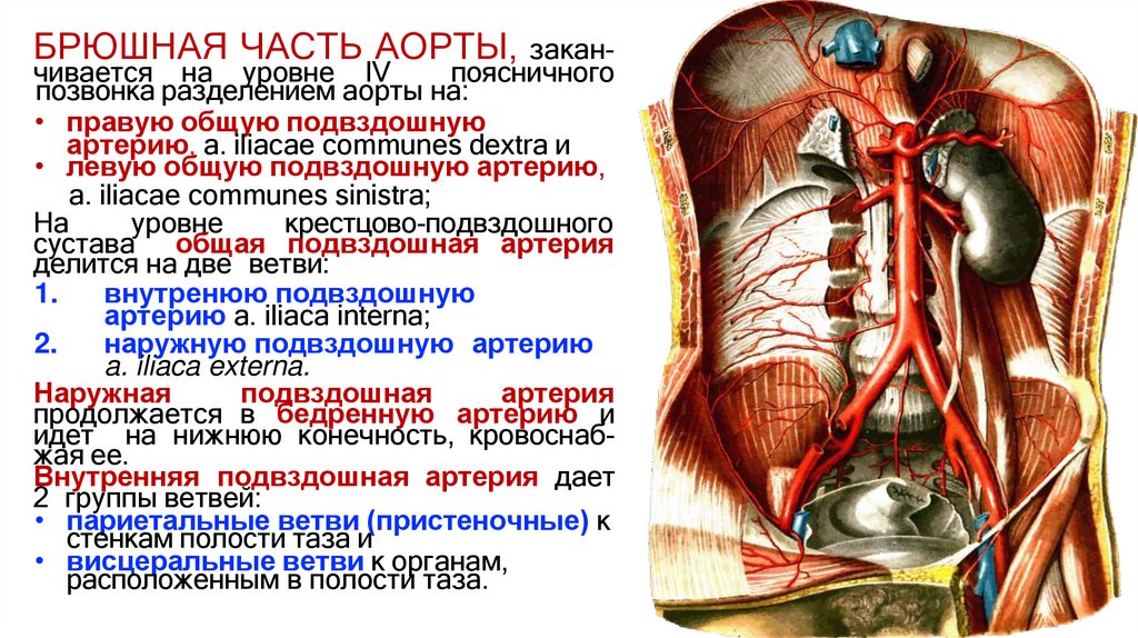 БРЮШНАЯ ЧАСТЬ АОРТЫ, закан-
