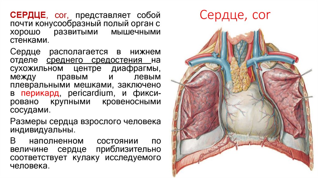 Сердце, cor