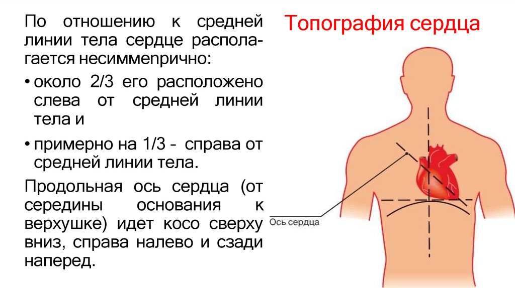 Топография сердца