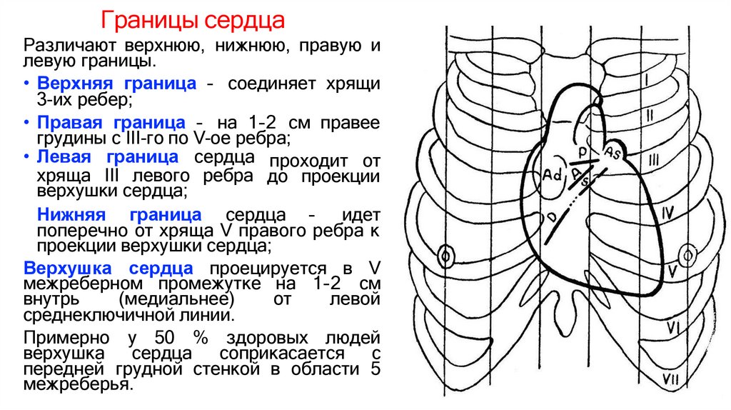 Границы сердца