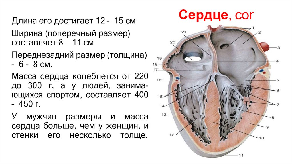 Сердце, cor