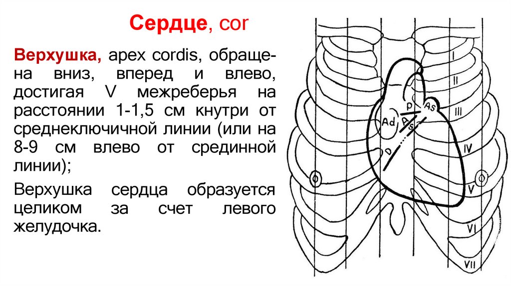 Сердце, cor