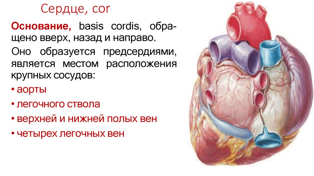 Сердце, cor
