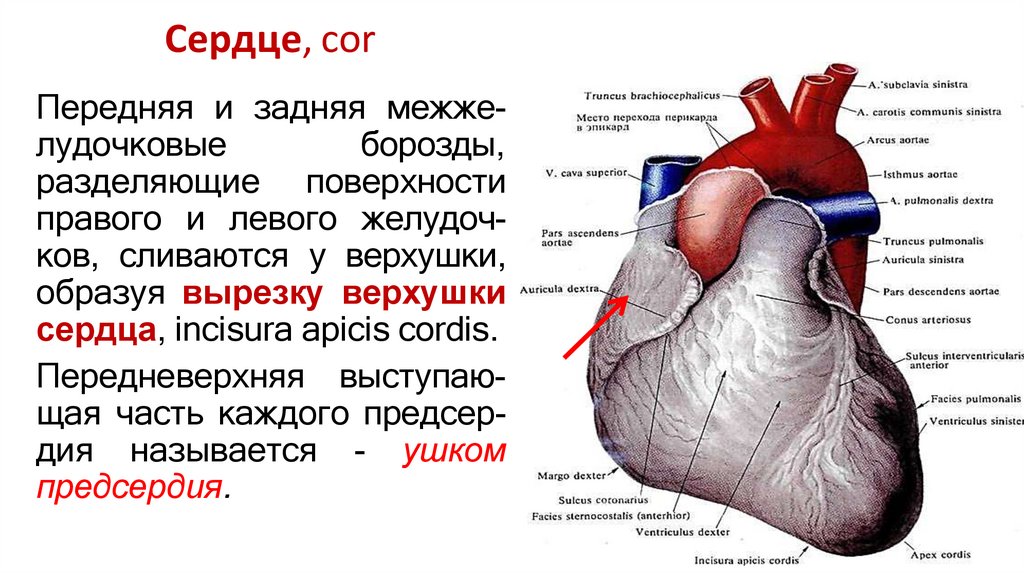 Сердце, cor