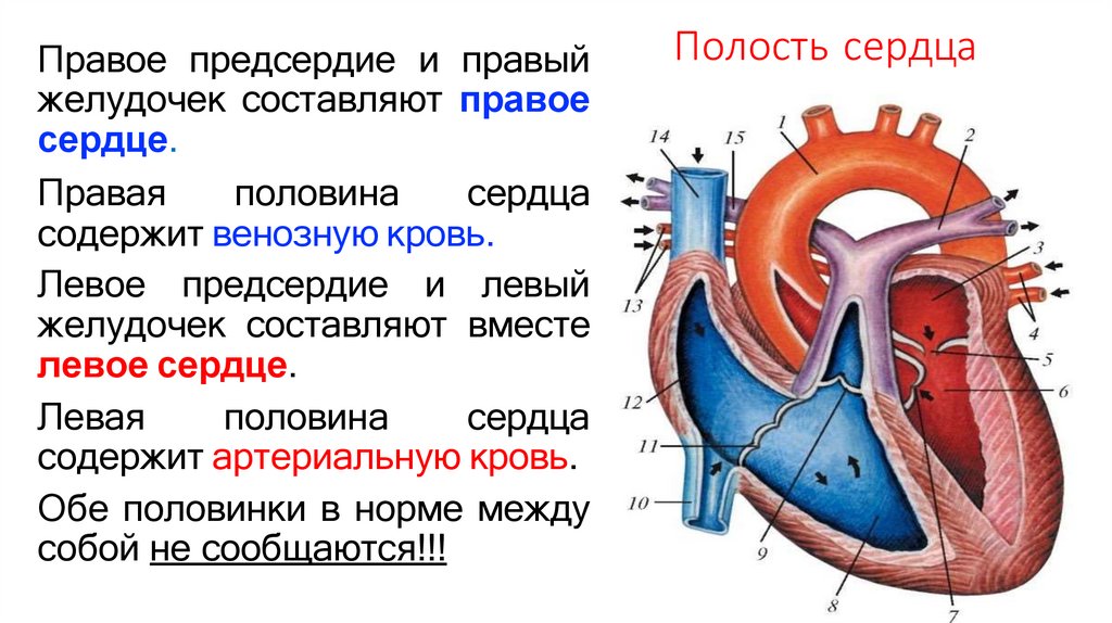 Полость сердца