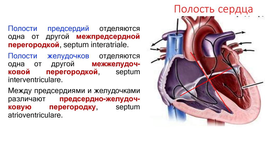 Полость сердца