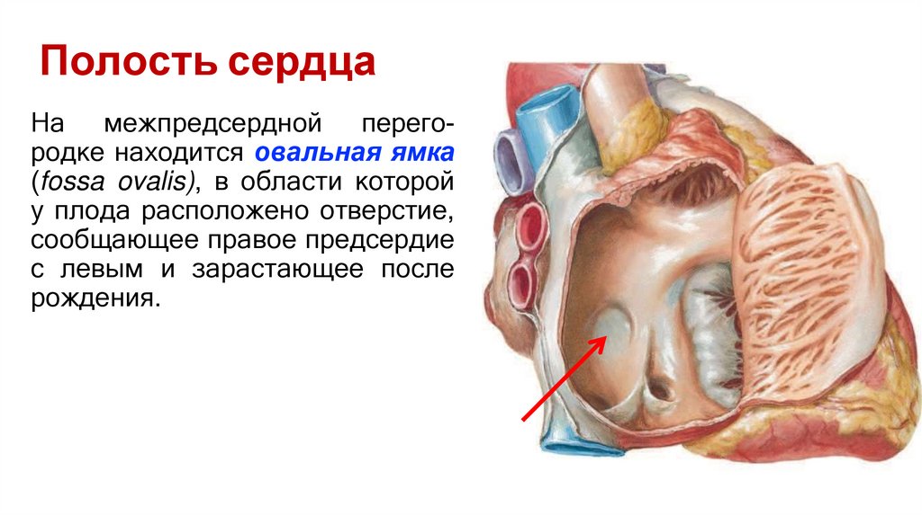 Полость сердца
