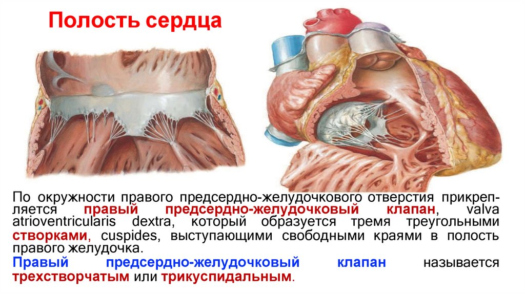 Полость сердца