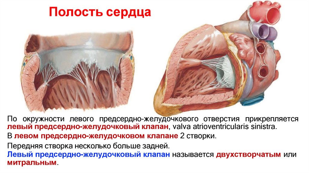 Полость сердца