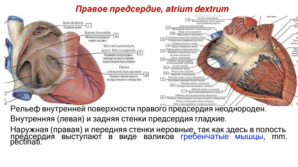 Правое предсердие, atrium dextrum