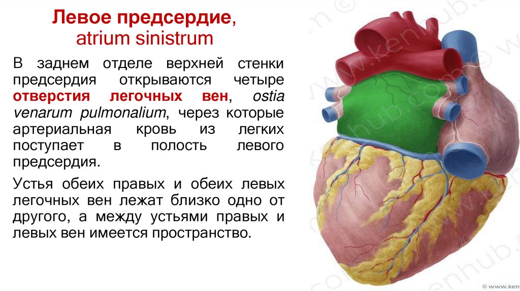 Левое предсердие, atrium sinistrum
