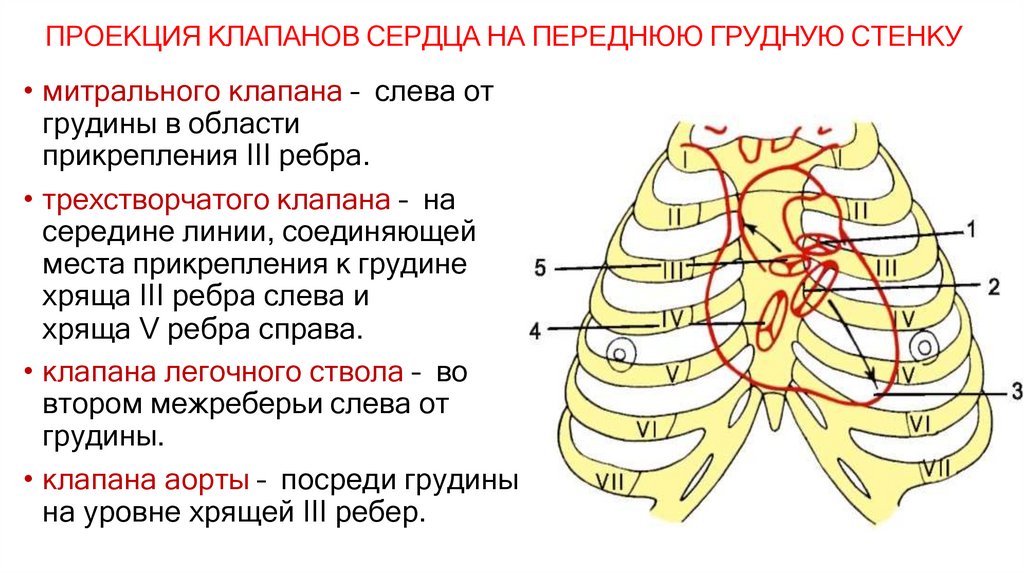 ПРОЕКЦИЯ КЛАПАНОВ СЕРДЦА НА ПЕРЕДНЮЮ ГРУДНУЮ СТЕНКУ