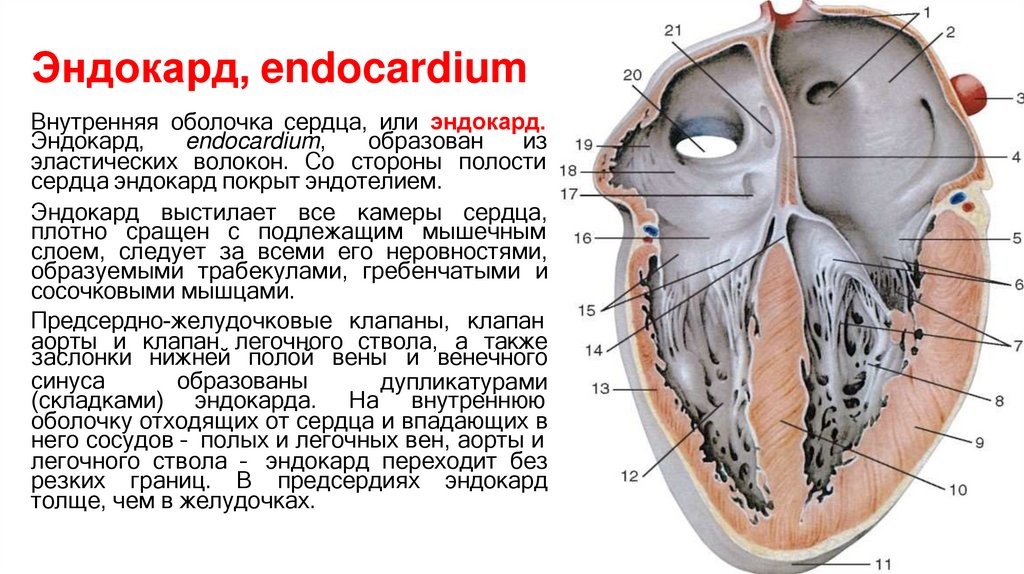 Эндокард, endocardium
