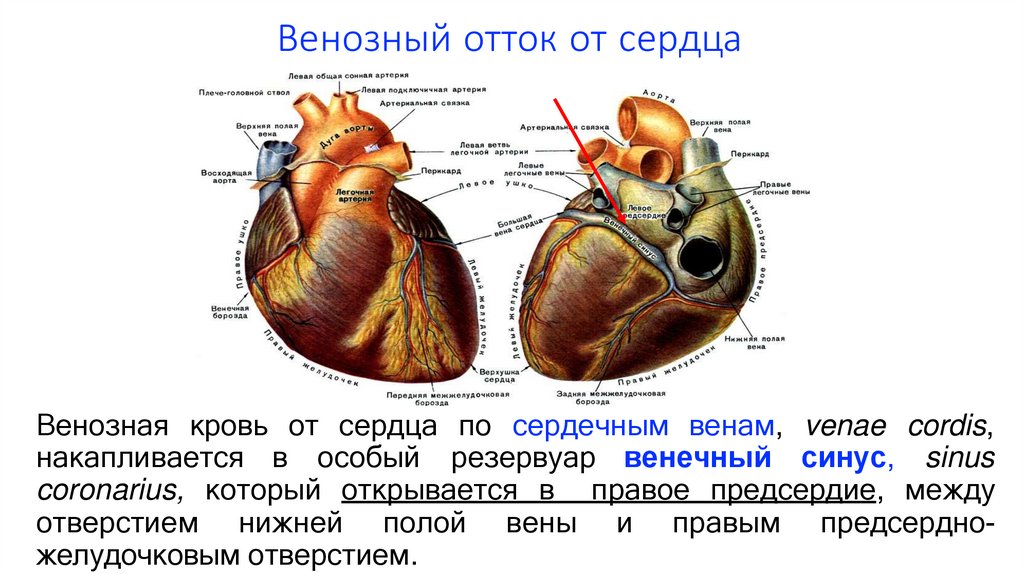 Венозный отток от сердца