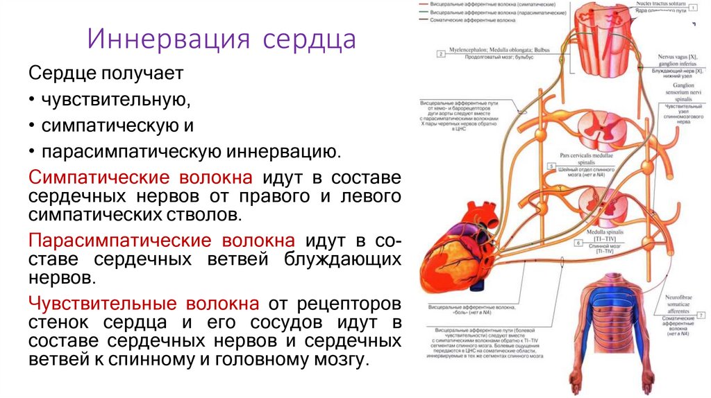 Иннервация сердца
