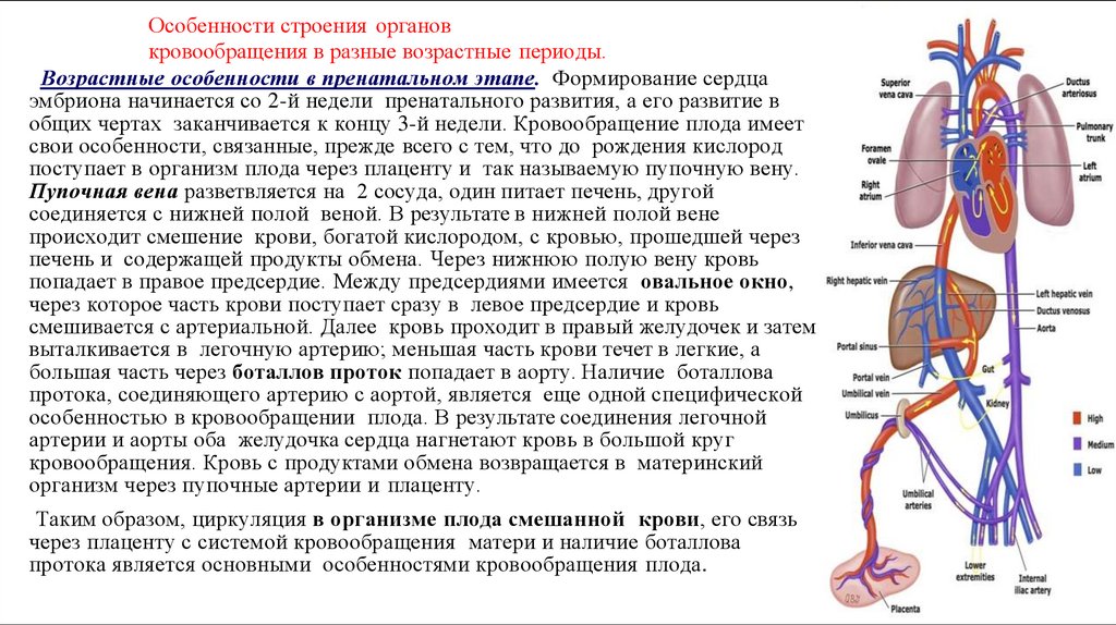 Особенности строения органов кровообращения в разные возрастные периоды.