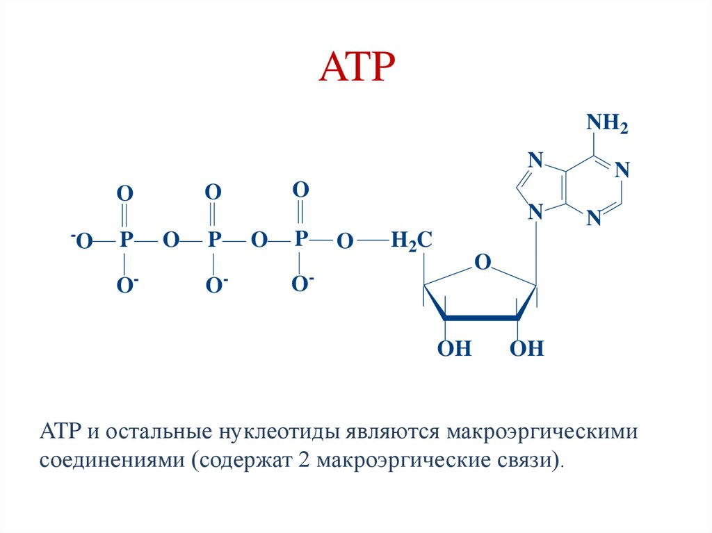ATP