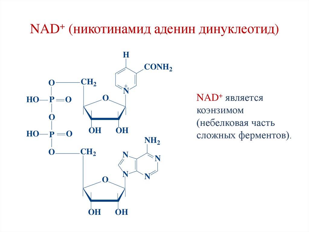 NAD+ (никотинамид аденин динуклеотид)