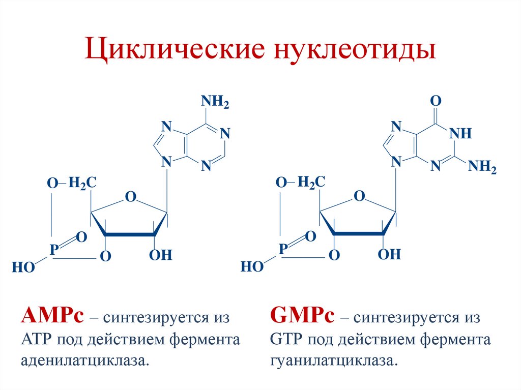 Циклические нуклеотиды