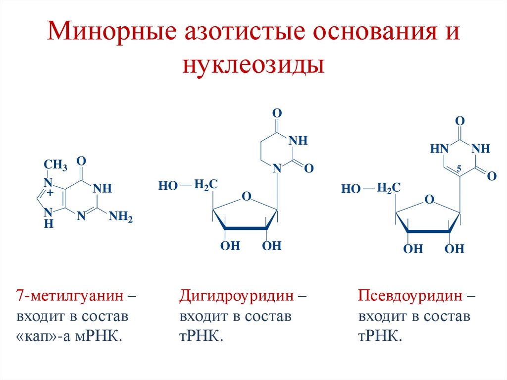 Минорные азотистые основания и нуклеозиды