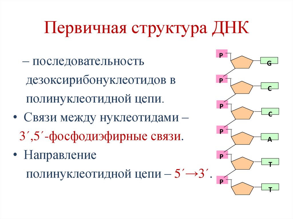 Первичная структура ДНК