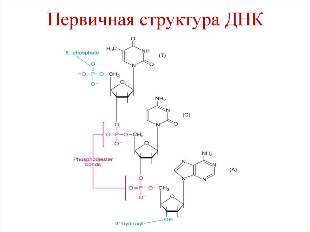 Первичная структура ДНК