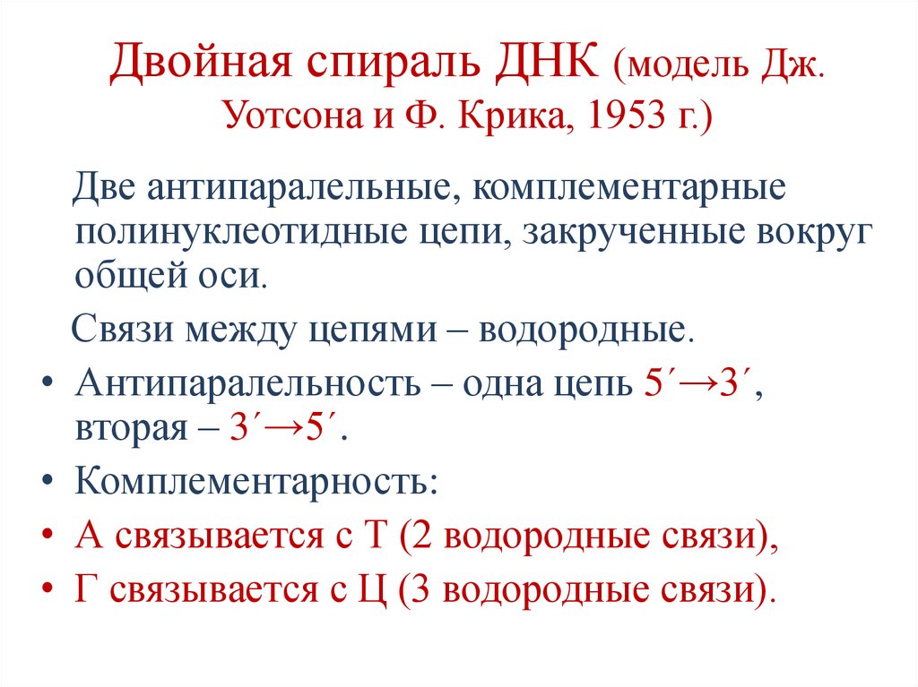 Двойная спираль ДНК (модель Дж. Уотсона и Ф. Крика, 1953 г.)