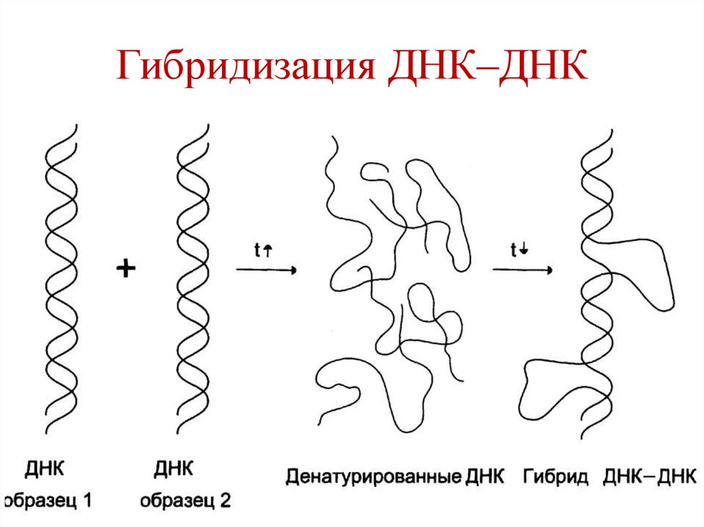 Гибридизация ДНК–ДНК