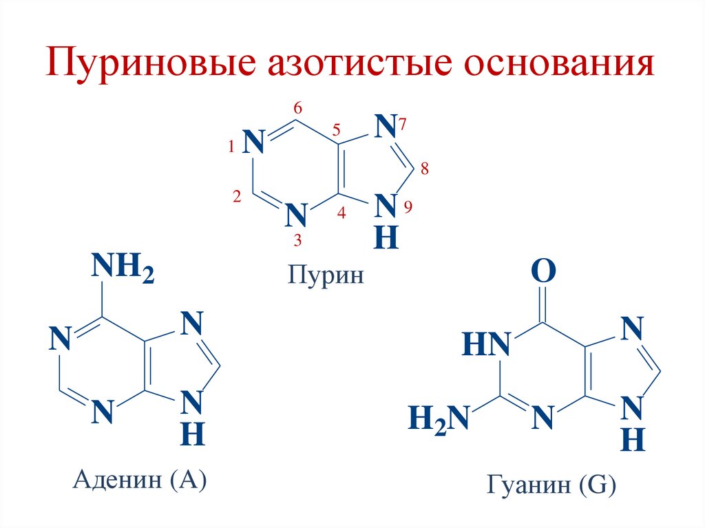 Пуриновые азотистые основания