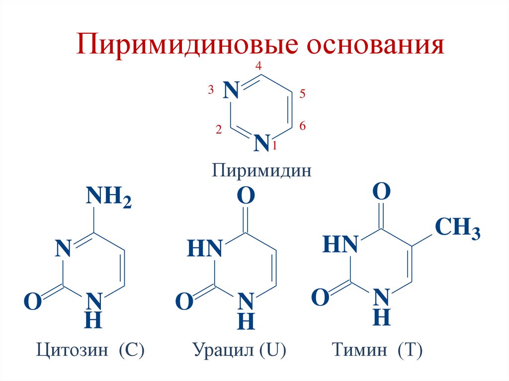 Пиримидиновые основания