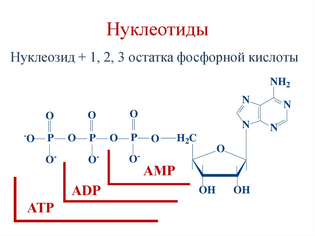 Нуклеотиды
