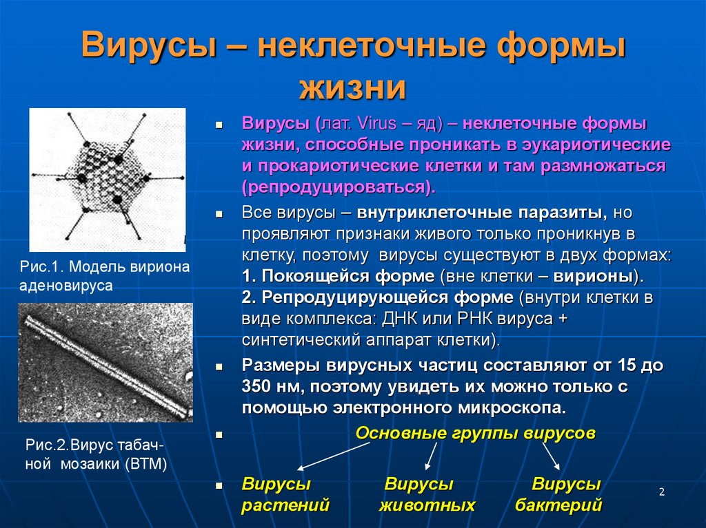 Вирусы – неклеточные формы жизни