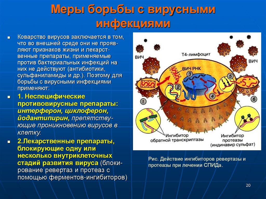 Меры борьбы с вирусными инфекциями