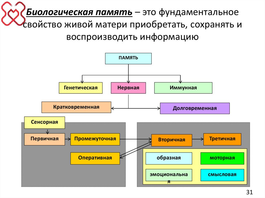 Биологическая память – это фундаментальное свойство живой матери приобретать, сохранять и воспроизводить информацию
