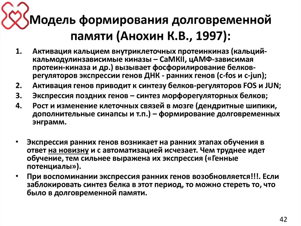 Модель формирования долговременной памяти (Анохин К.В., 1997):