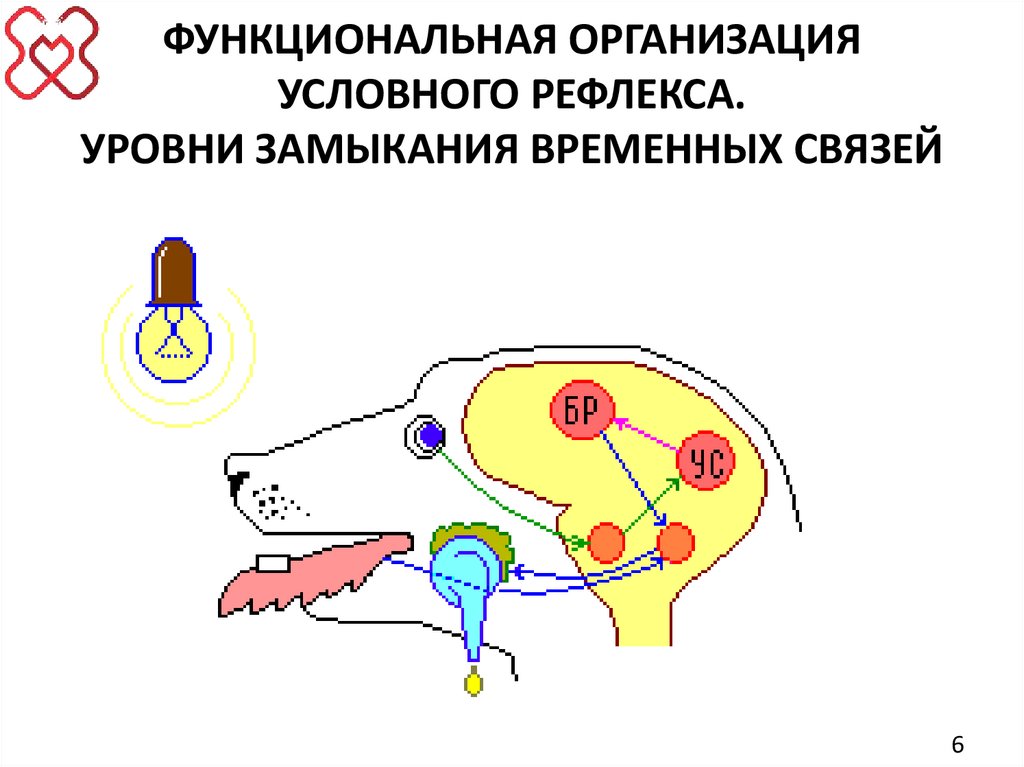 ФУНКЦИОНАЛЬНАЯ ОРГАНИЗАЦИЯ УСЛОВНОГО РЕФЛЕКСА. УРОВНИ ЗАМЫКАНИЯ ВРЕМЕННЫХ СВЯЗЕЙ