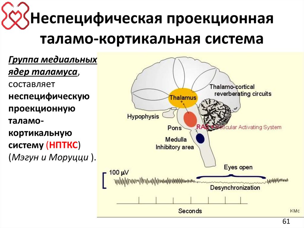 Неспецифическая проекционная таламо-кортикальная система