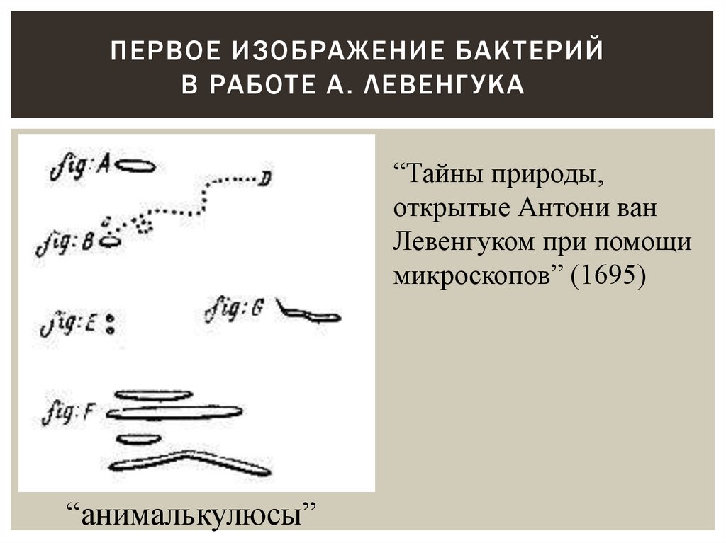 Первое изображение бактерий в работе А. Левенгука