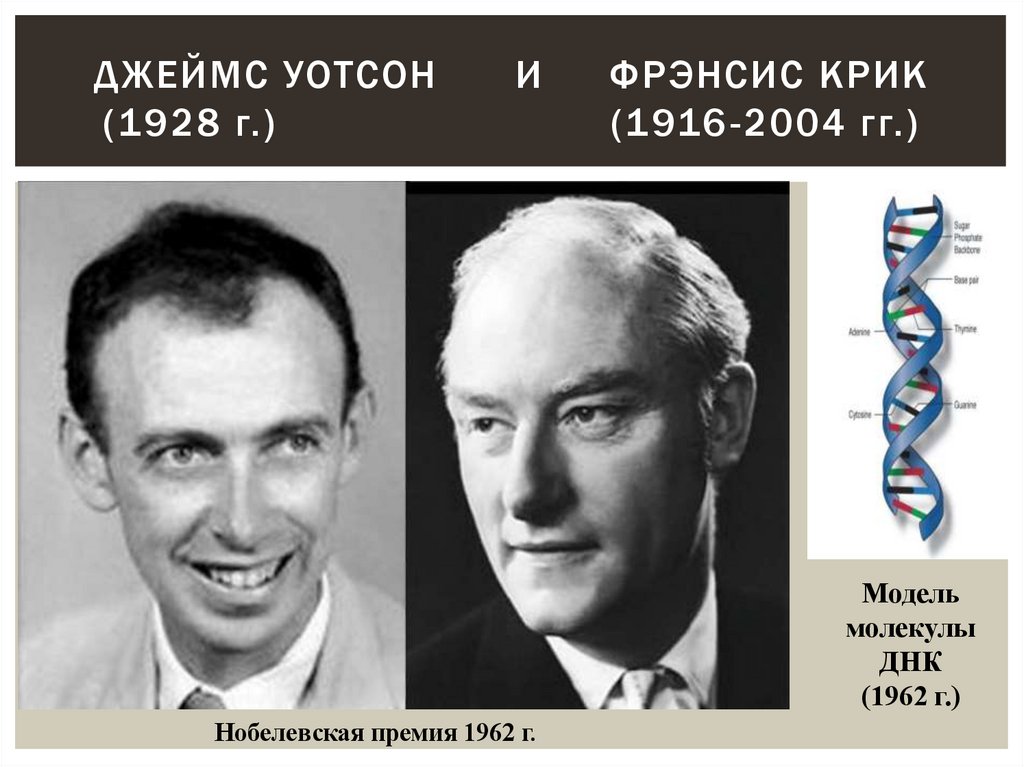 Джеймс Уотсон и Фрэнсис Крик (1928 г.) (1916-2004 гг.)