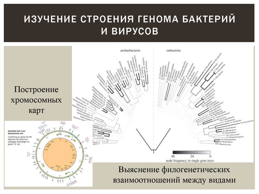 изучение строения генома бактерий и вирусов