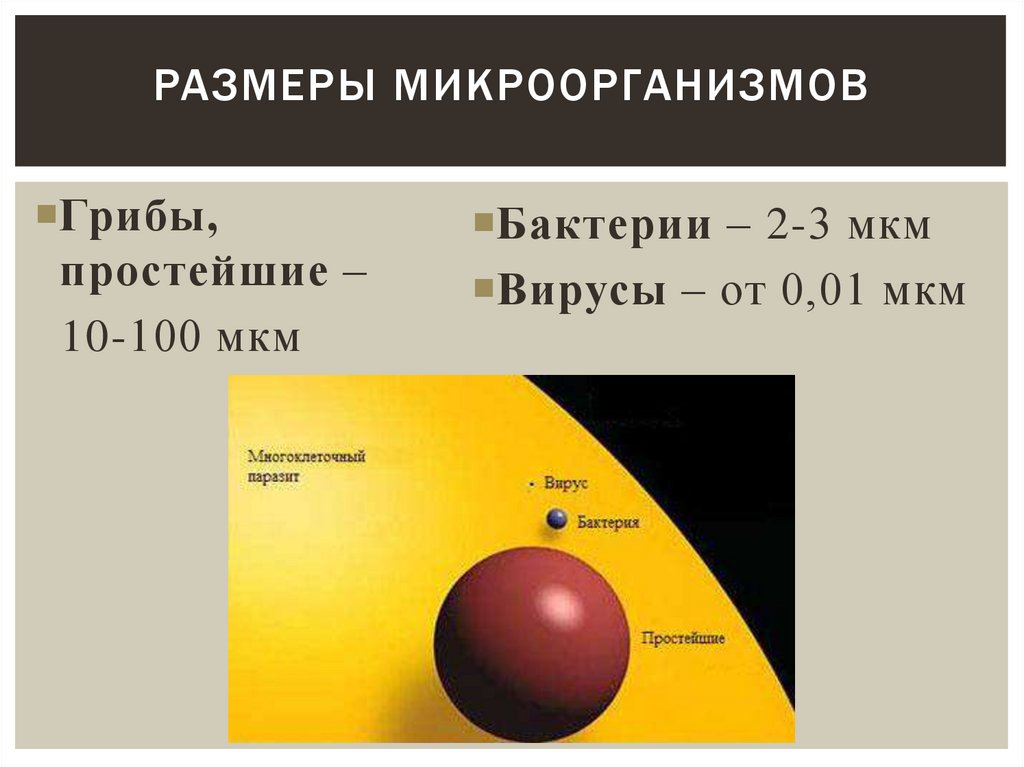 Размеры микроорганизмов