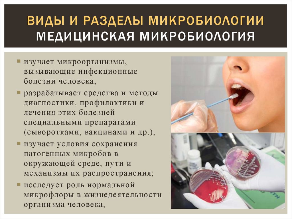 Виды и разделы микробиологии медицинская микробиология
