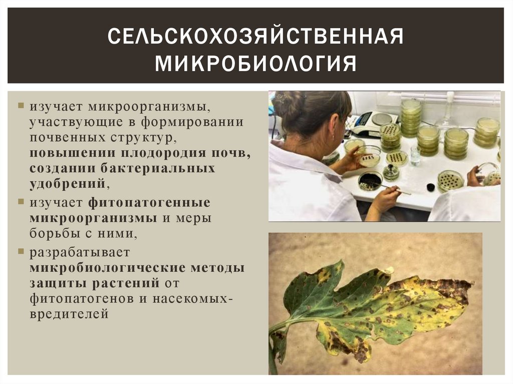 сельскохозяйственная микробиология