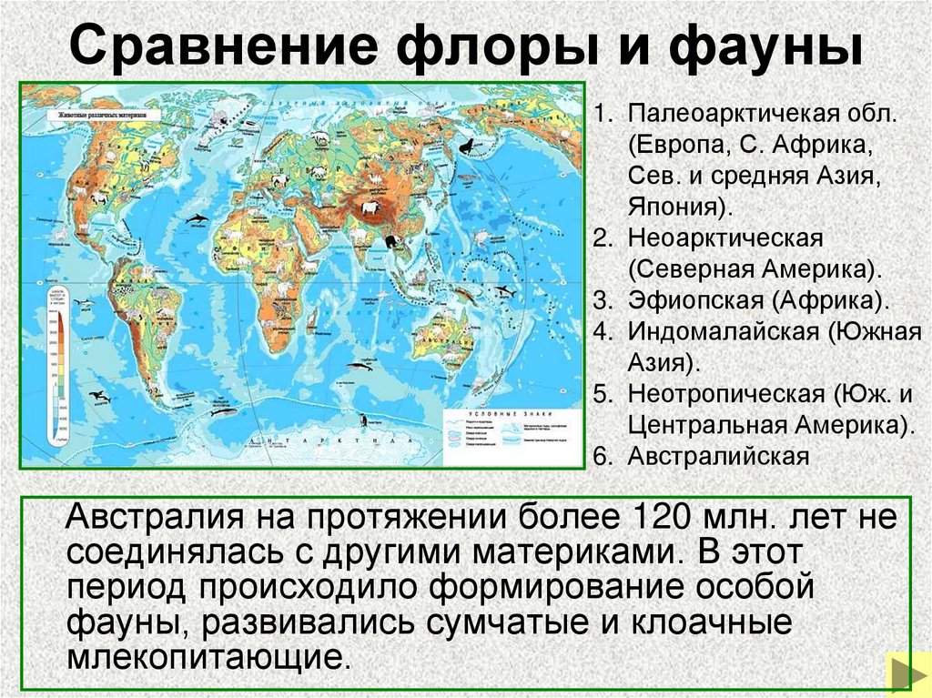 Сравнение флоры и фауны