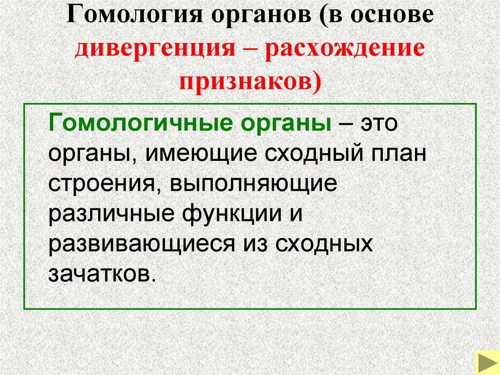 Гомология органов (в основе дивергенция – расхождение признаков)