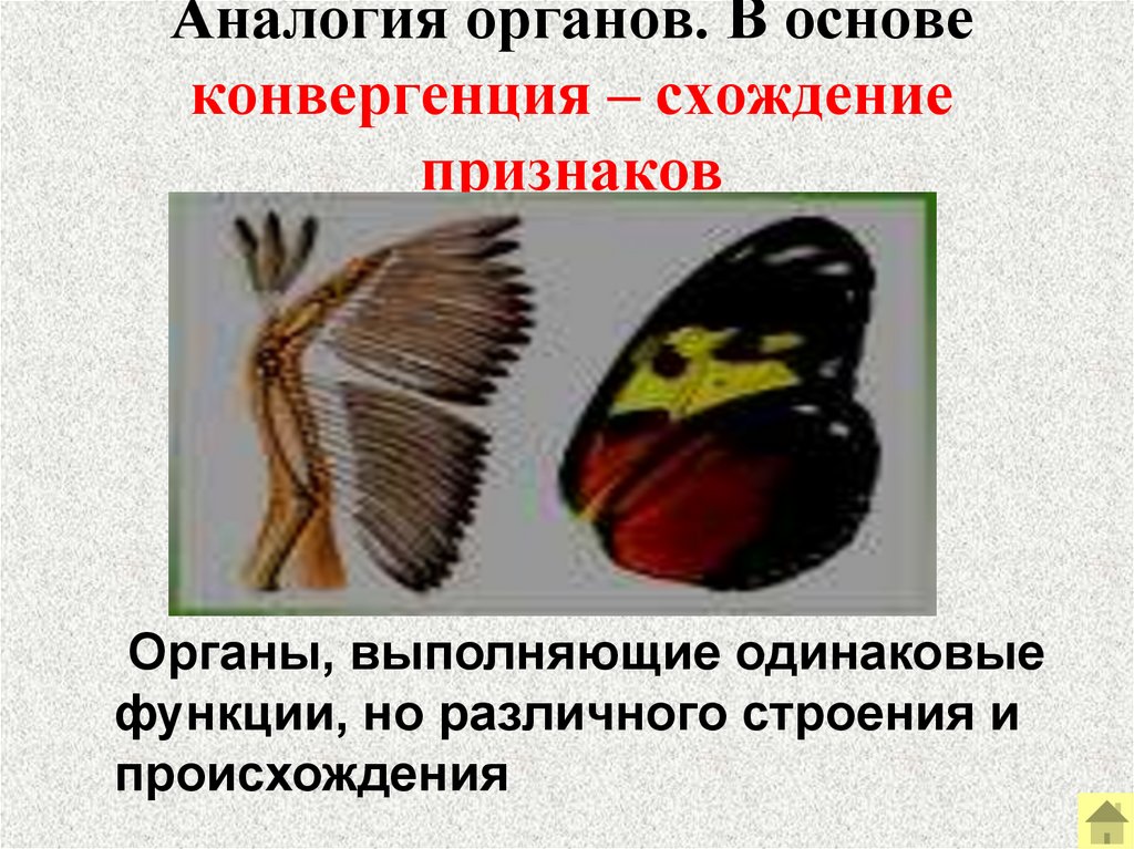 Аналогия органов. В основе конвергенция – схождение признаков